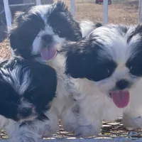 Linda/pending , a female Shih Tzu for sale in Fairbury, NE – Photo 10 of 10
