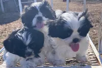 Linda/pending , a female Shih Tzu for sale in Fairbury, NE – Photo 10 of 10