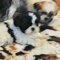 Linda/pending , a female Shih Tzu for sale in Fairbury, NE – Photo 9 of 10