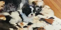 Linda/pending , a female Shih Tzu for sale in Fairbury, NE – Photo 9 of 10