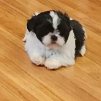 Linda/pending , a female Shih Tzu for sale in Fairbury, NE – Photo 7 of 10