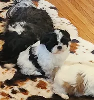 Linda/pending , a female Shih Tzu for sale in Fairbury, NE – Photo 3 of 10