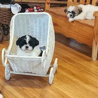 Linda/pending , a female Shih Tzu for sale in Fairbury, NE – Photo 1 of 10