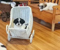 Linda/pending , a female Shih Tzu for sale in Fairbury, NE – Photo 1 of 10