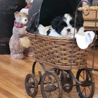 Linda/pending , a female Shih Tzu for sale in Fairbury, NE – Photo 6 of 10