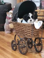 Linda/pending , a female Shih Tzu for sale in Fairbury, NE – Photo 6 of 10