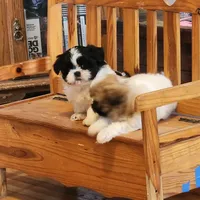 Linda/pending , a female Shih Tzu for sale in Fairbury, NE – Photo 8 of 10