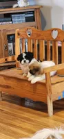 Linda/pending , a female Shih Tzu for sale in Fairbury, NE – Photo 8 of 10
