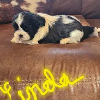 Linda/pending , a female Shih Tzu for sale in Fairbury, NE – Photo 2 of 10