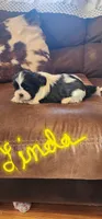 Linda/pending , a female Shih Tzu for sale in Fairbury, NE – Photo 2 of 10