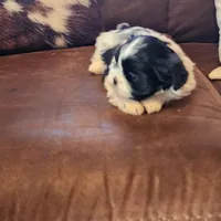 Linda/pending , a female Shih Tzu for sale in Fairbury, NE – Photo 4 of 10