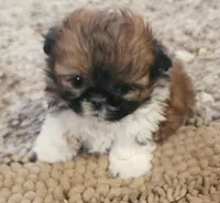 Devin, a male Shih Tzu for sale in Fairbury, NE – Photo 1 of 5