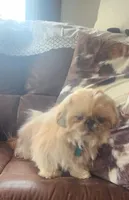 Devin, a male Shih Tzu for sale in Fairbury, NE – Photo 8 of 8