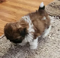 Devin, a male Shih Tzu for sale in Fairbury, NE – Photo 3 of 5