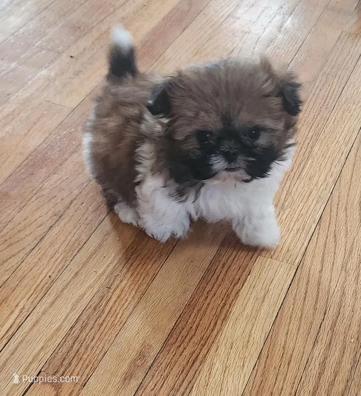 Devin – Shih Tzu puppy for sale in Fairbury, NE