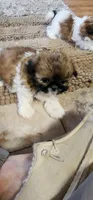 Devin, a male Shih Tzu for sale in Fairbury, NE – Photo 2 of 5