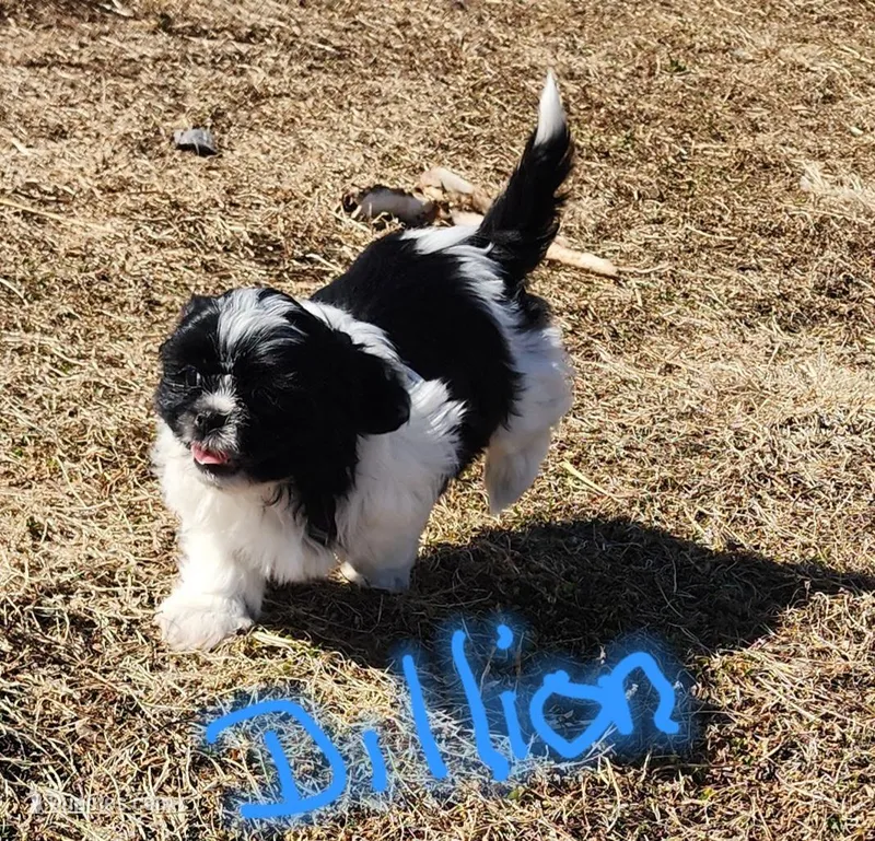 Dillion – Shih Tzu puppy for sale in Fairbury, NE