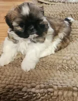 Dolly, a female Shih Tzu for sale in Fairbury, NE – Photo 3 of 3