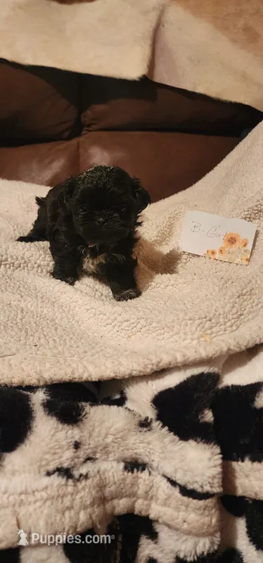 Barbie – Shih Tzu puppy for sale in Fairbury, NE