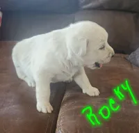 Rocky, a male Huskydoodle for sale in Fairbury, NE – Photo 4 of 4