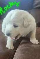 Rocky, a male Huskydoodle for sale in Fairbury, NE – Photo 3 of 4