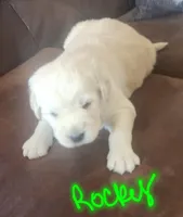 Rocky, a male Huskydoodle for sale in Fairbury, NE – Photo 2 of 4