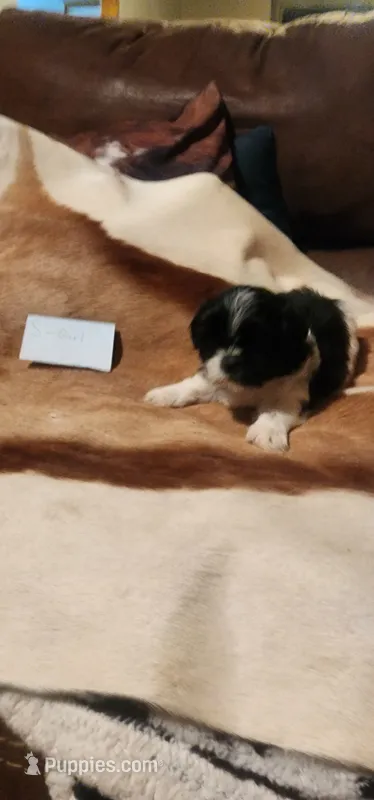 Pipin – Shih Tzu puppy for sale in Fairbury, NE