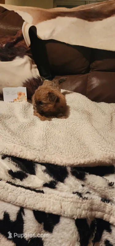 Dancey – Shih Tzu puppy for sale in Fairbury, NE
