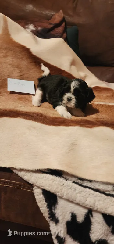 Ciara – Shih Tzu puppy for sale in Fairbury, NE