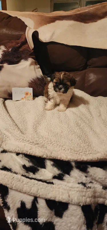 Sugar – Shih Tzu puppy for sale in Fairbury, NE