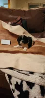 Pipin, a female Shih Tzu for sale in Fairbury, NE – 2 of 2