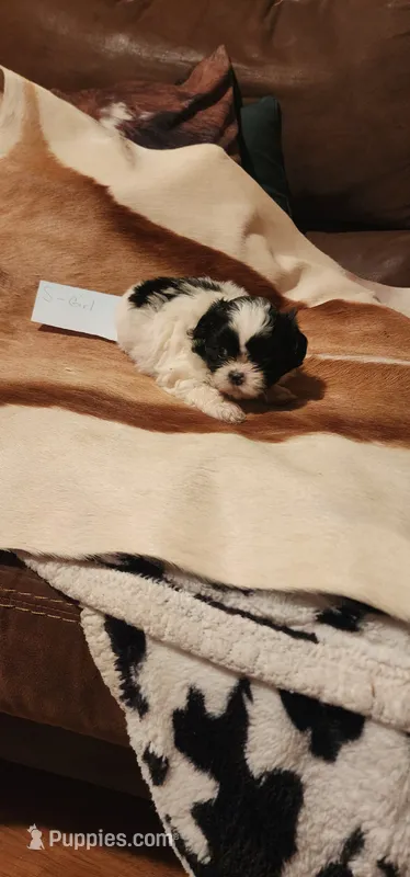Dolly – Shih Tzu puppy for sale in Fairbury, NE