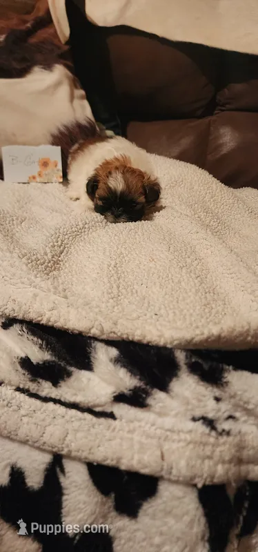 Buttons – Shih Tzu puppy for sale in Fairbury, NE