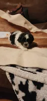 Karl, a male Shih Tzu for sale in Fairbury, NE – 2 of 2