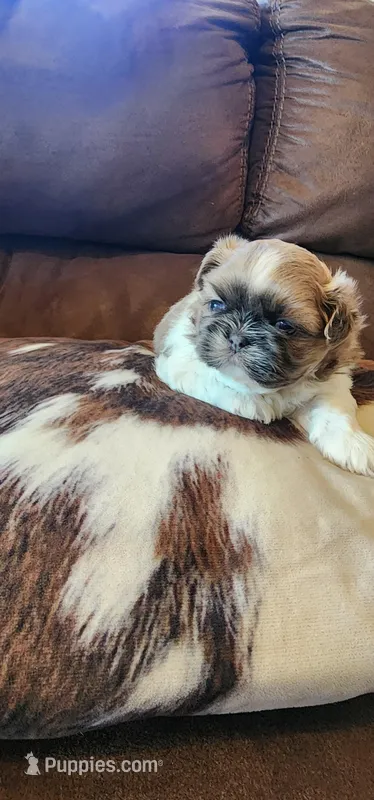 Lexy/pending, a female Shih Tzu for sale in Fairbury, NE – Photo 1 of 3