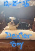 Dexter, a male Shih Tzu for sale in Fairbury, NE – Photo 1 of 10