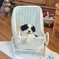 Dexter, a male Shih Tzu for sale in Fairbury, NE – Photo 2 of 10