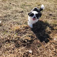 Dexter, a male Shih Tzu for sale in Fairbury, NE – Photo 10 of 10