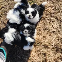 Dexter, a male Shih Tzu for sale in Fairbury, NE – Photo 9 of 10