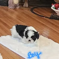 Dexter, a male Shih Tzu for sale in Fairbury, NE – Photo 3 of 10