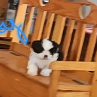 Dexter, a male Shih Tzu for sale in Fairbury, NE – Photo 5 of 10