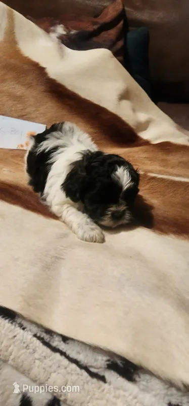 Karl – Shih Tzu puppy for sale in Fairbury, NE