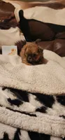Dancey, a female Shih Tzu for sale in Fairbury, NE – 2 of 2