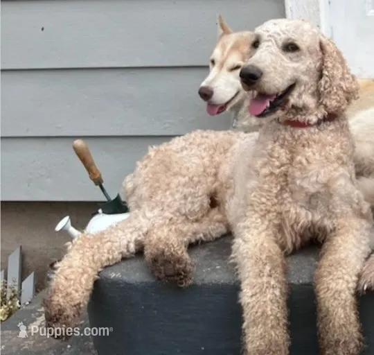Cooper – Poodle - Standard  puppy for sale in Fairbury, NE