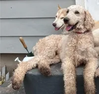 Cooper, a male Poodle - Standard  for sale in Fairbury, NE – 1 of 1