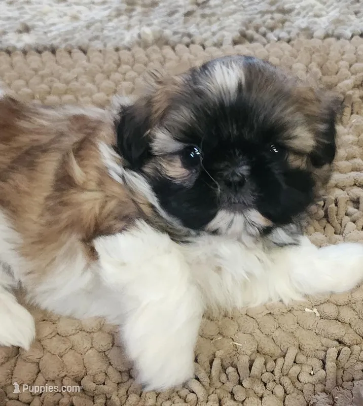 Dolly – Shih Tzu puppy for sale in Fairbury, NE