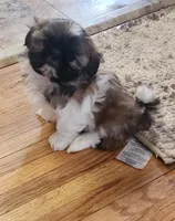 Dolly, a female Shih Tzu for sale in Fairbury, NE – Photo 8 of 10