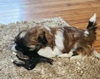 Dolly, a female Shih Tzu for sale in Fairbury, NE – Photo 3 of 5