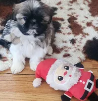 Dolly, a female Shih Tzu for sale in Fairbury, NE – Photo 7 of 10