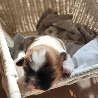 Darcy , a female Shih Tzu for sale in Fairbury, NE – Photo 2 of 5